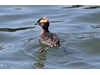 Photo of Podiceps auritus